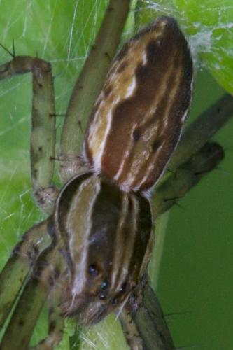 Hygropoda sp.