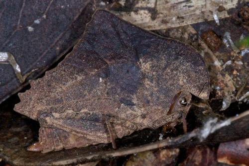 Hypsaeus westwoodi