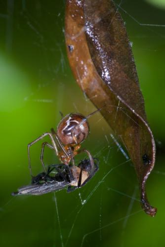 Nihonhimea mundula