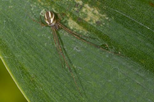 Tylorida striata