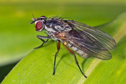 Hylemya vagans