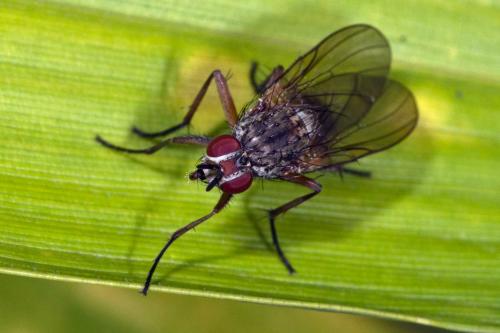 Hylemya vagans