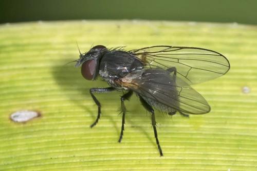Fannia sp.