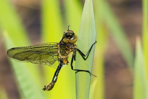 Cordulia aenea