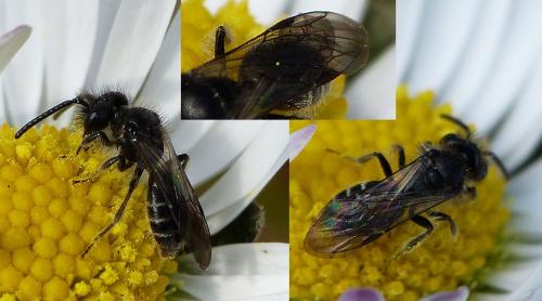 Andrena sp.