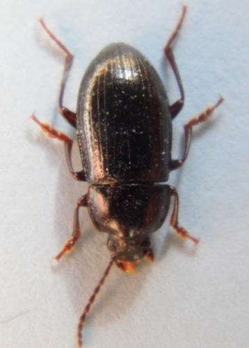 Nalassus laevioctostriatus