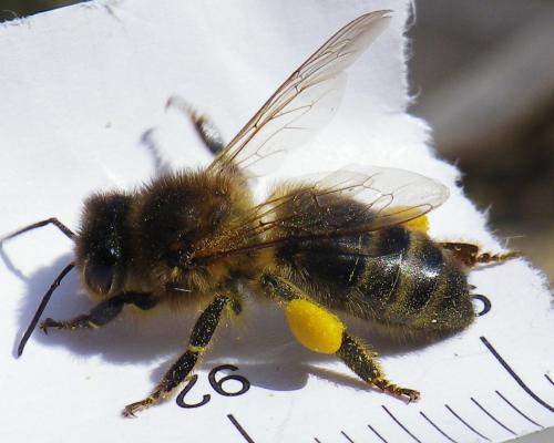 Apis mellifera