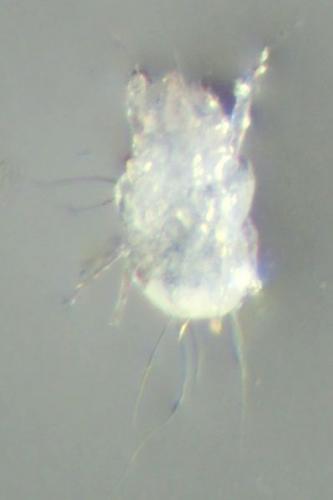 Tyrophagus savasi
