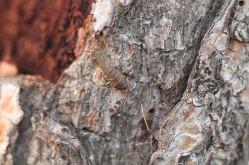 Réf. 137 980 : Ctenolepisma ciliata