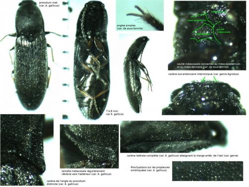 Agriotes gallicus