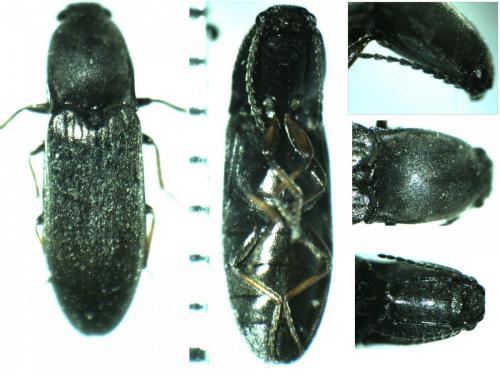 Agriotes gallicus