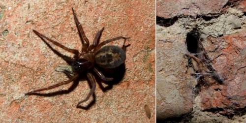 Réf. 137 087 : Amaurobius sp.