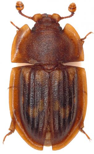 Amphotis marginata