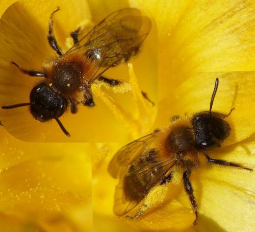 Andrena bicolor