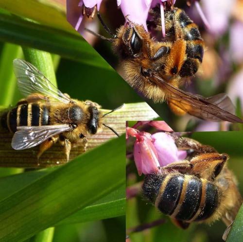 Andrena flavipes
