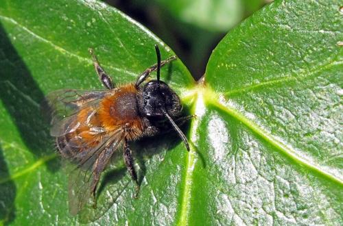 Andrena sp.