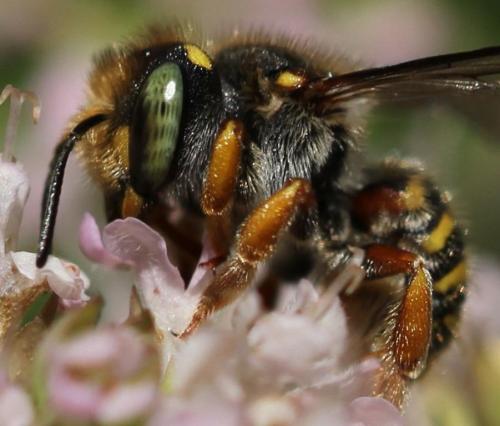 Réf. 137 873 : Anthidium oblongatum