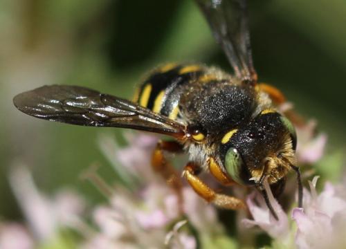 Réf. 137 875 : Anthidium oblongatum