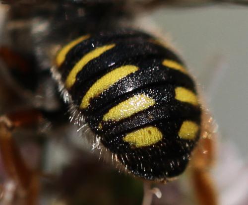 Anthidium oblongatum