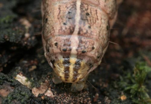 Apamea remissa
