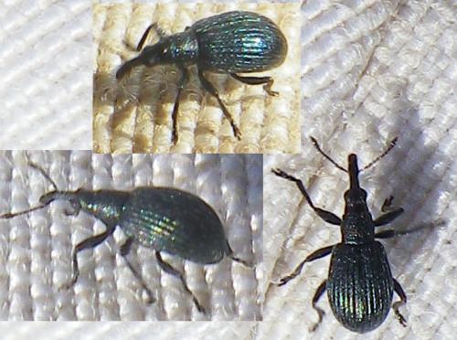 Réf. 137 319 : Ischnopterapion virens