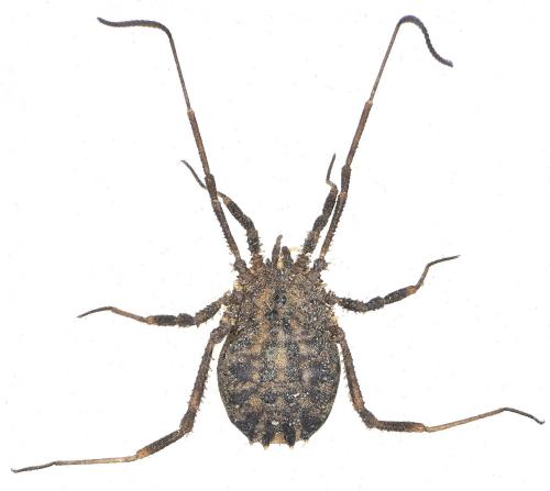 Homalenotus quadridentatus