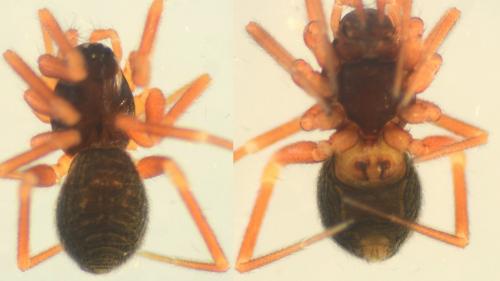 Réf. 137 117 : Walckenaeria unicornis