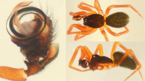 Réf. 137 249 : Walckenaeria obtusa