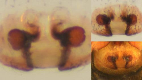 Réf. 137 119 : Walckenaeria unicornis