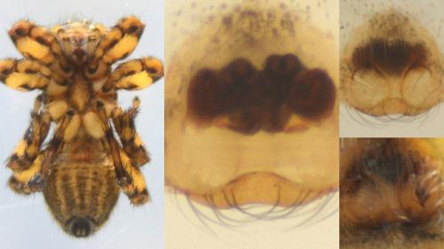 Phlegra fasciata