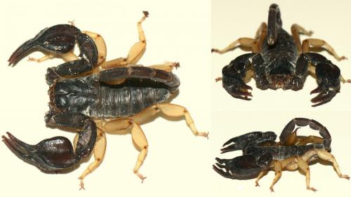 Euscorpius flavicaudis