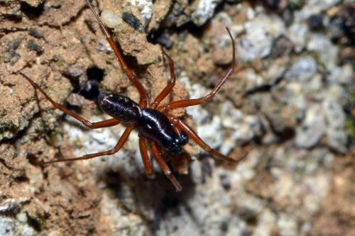 Neriene clathrata