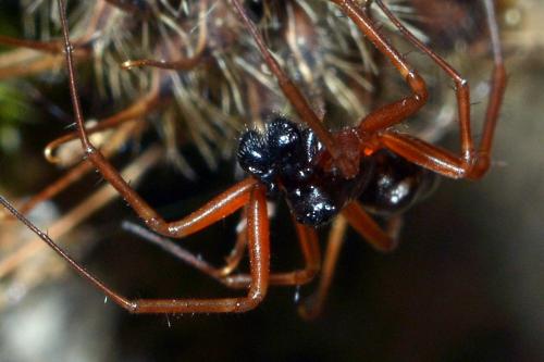 Neriene clathrata