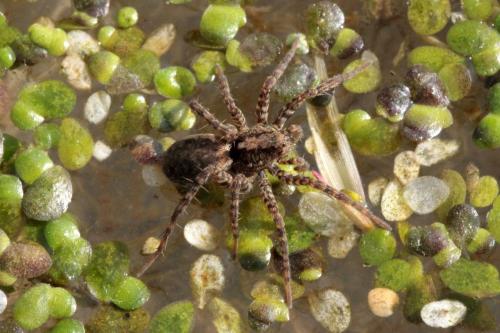 Pardosa sp.