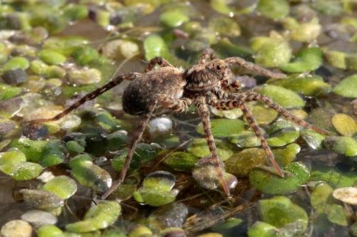 Pardosa sp.