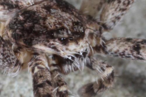 Réf. 137 138 : Philodromus sp.