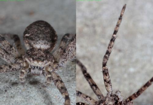 Philodromus sp.