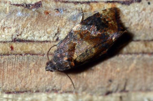 Réf. 137 839 : Ditula angustiorana