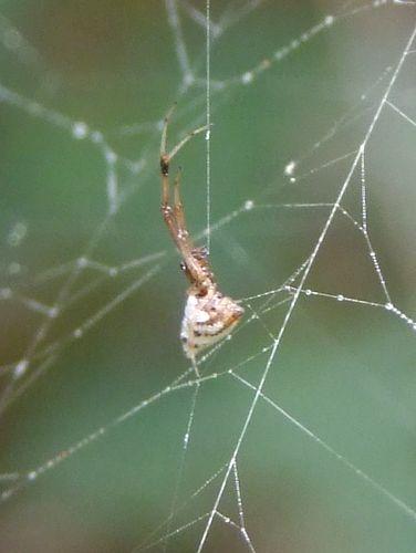Argyrodes sp.