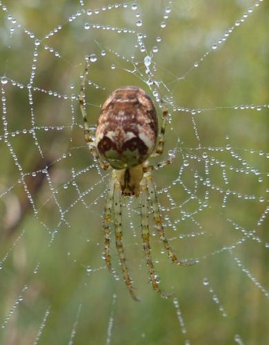 Metellina sp.