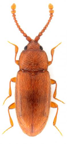 Réf. 137 018 : Caenoscelis ferruginea