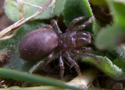 Atypus affinis