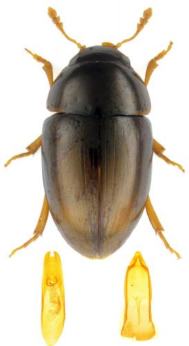 Réf. 137 664 : Olibrus flavicornis