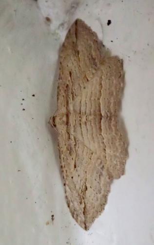 Réf. 137 566 : Austrocidaria sp.