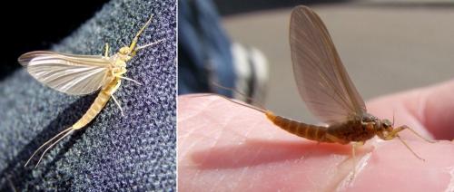 Baetis sp.