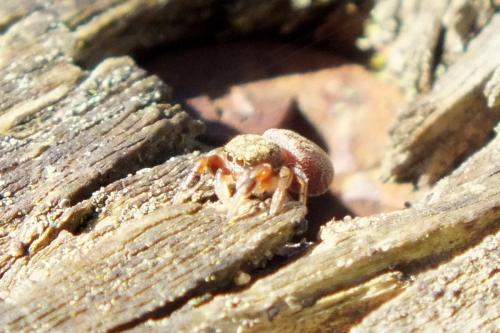 Réf. 137 192 : Ballus rufipes