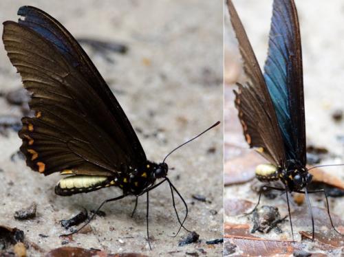 Réf. 137 122 : Battus sp.