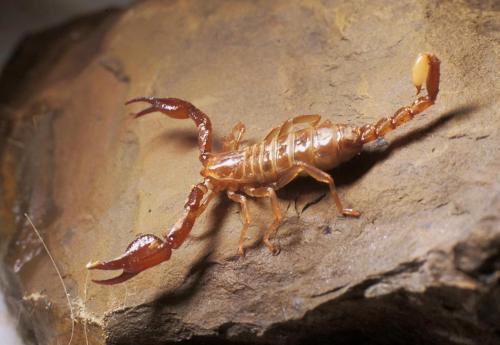 Belisarius xambeui