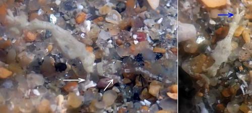 Caprella sp.