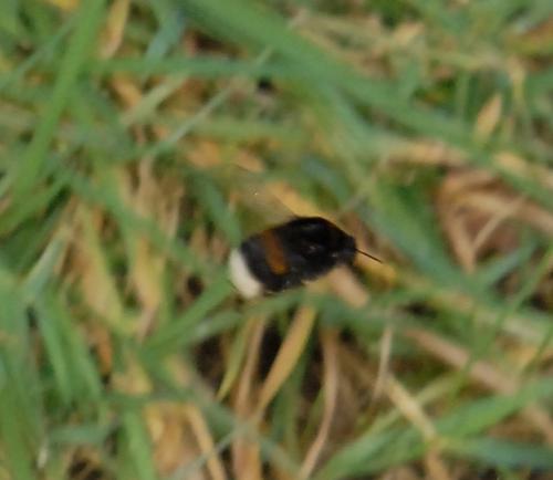 Bombus sp.